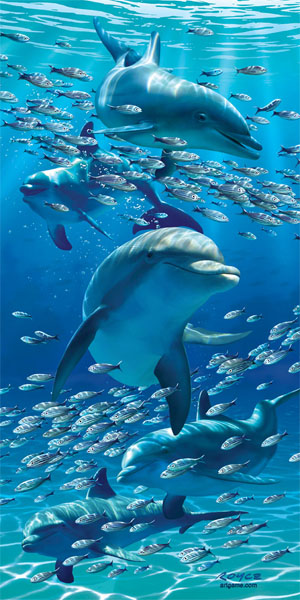 dolphins-poster-web