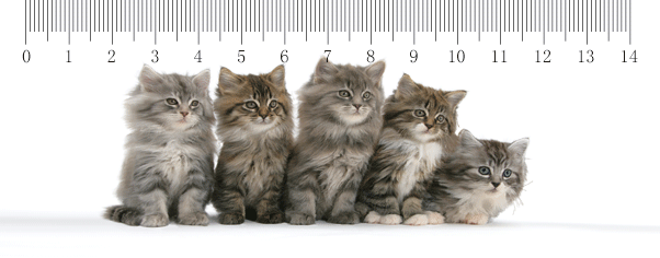 MPS06-MAINE-COON-KITTENS-PS