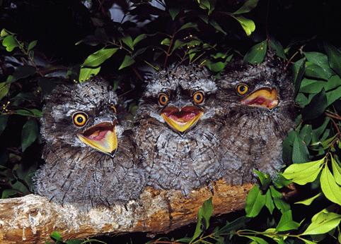 MCZ23-TAWNY-FROGMOUTH-OPEN-